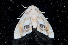Holocryptis phasianura