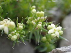 Galium pusillum