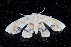 Holocryptis phasianura
