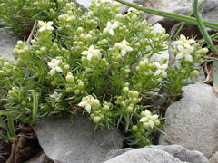 Galium pusillum