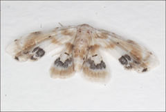 Holocryptis phasianura