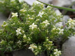 Galium pusillum