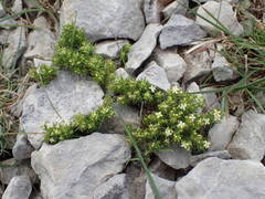 Galium pusillum