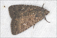 Hypoperigea tonsa