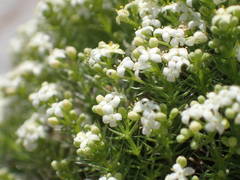Galium pusillum