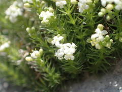 Galium pusillum