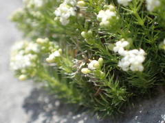 Galium pusillum