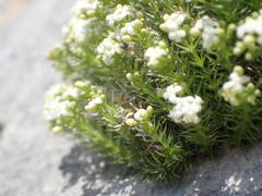 Galium pusillum