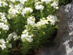 Galium pusillum
