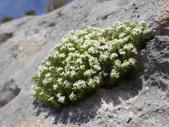 Galium pusillum