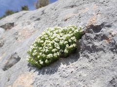 Galium pusillum