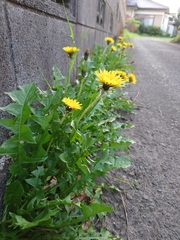 Taraxacum officinale