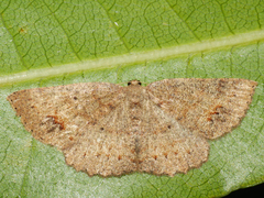 Casbia melanops