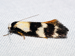 Cosmaresta archedora