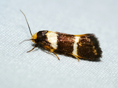 Cosmaresta callichrysa