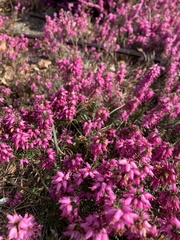 Erica carnea