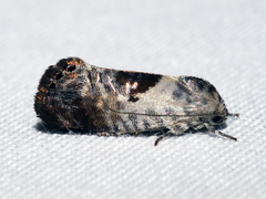Eupselia carpocapsella