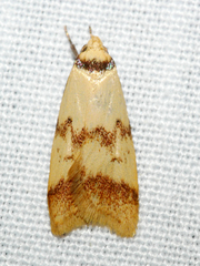 Heteroteucha anthodora