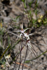 Caladenia varians