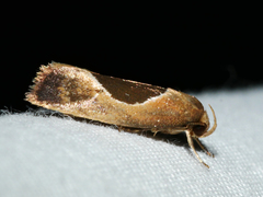 Hoplomorpha abalienella