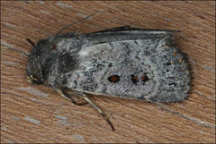 Proteuxoa rubripuncta