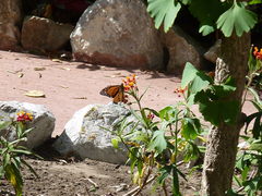 Danaus plexippus
