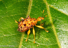 Hoplapoderus