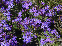Calytrix leschenaultii