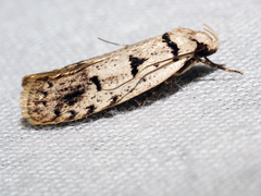 Scatochresis episema