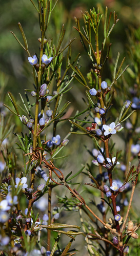 Cyanothamnus ramosus Lindl.