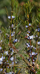 Cyanothamnus ramosus