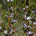 Cyanothamnus ramosus - Photo (c) chrisclarke25, some rights reserved (CC BY-NC), uploaded by chrisclarke25