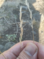 Rytidosperma racemosum
