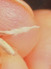 Rytidosperma racemosum
