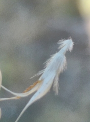 Rytidosperma racemosum