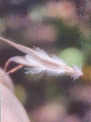 Rytidosperma racemosum