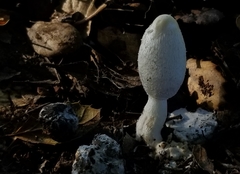 Coprinus spadiceisporus