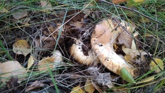 Lactarius citriolens