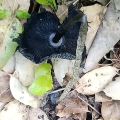 Coprinus spadiceisporus