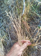 Rytidosperma racemosum