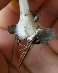 Coprinus spadiceisporus