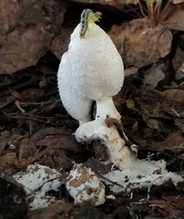 Coprinus spadiceisporus