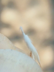 Rytidosperma racemosum