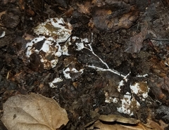 Coprinus spadiceisporus