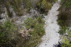 Aspalathus hispida hispida