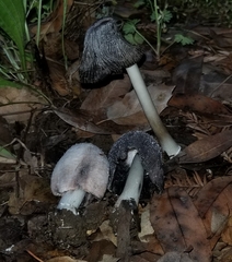 Coprinus spadiceisporus