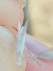 Rytidosperma racemosum