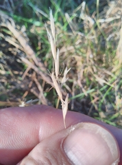 Rytidosperma racemosum
