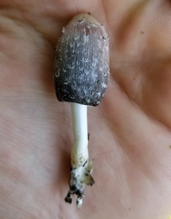 Coprinus spadiceisporus
