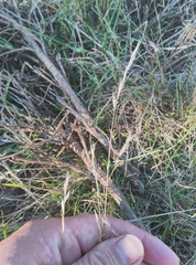 Rytidosperma racemosum